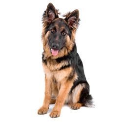 Long-Haired German Shepherd
