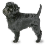 Affenpinscher