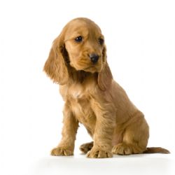 English Cocker Spaniel sitzt im Gras