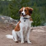 Kooikerhondje