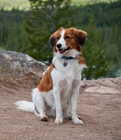 Kooikerhondje on a white background