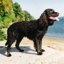 Amerykański spaniel dowodny