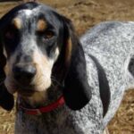 Bluetick Coonhound