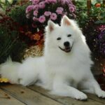 American Eskimo Dog
