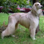 Afghan Hound