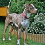 Catahoula Leopard Dog