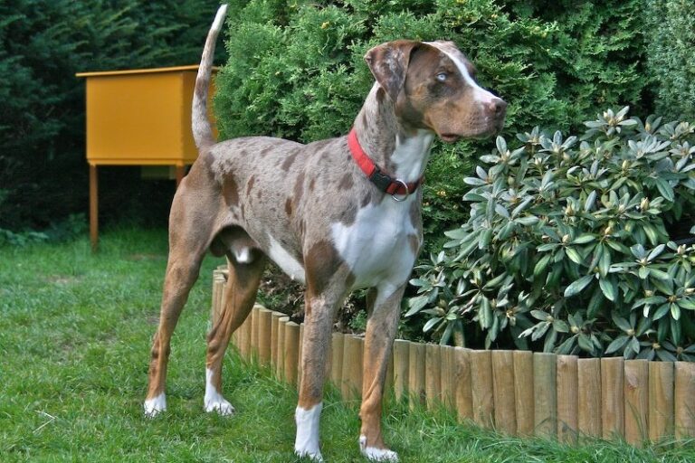 Câinele Leopard Catahoula