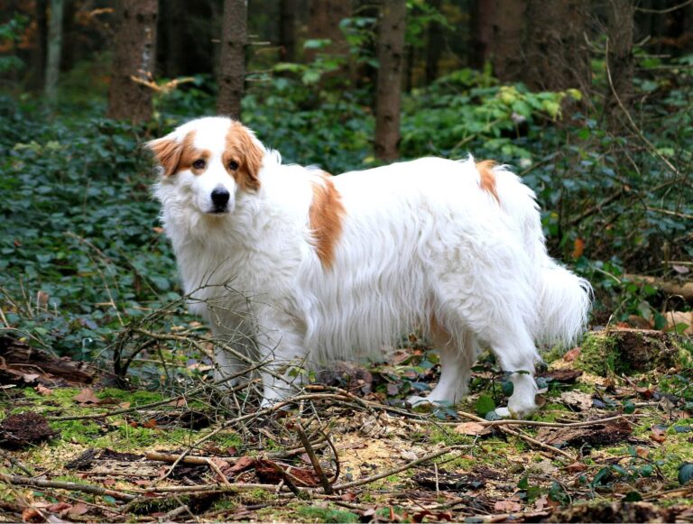 Tornjak