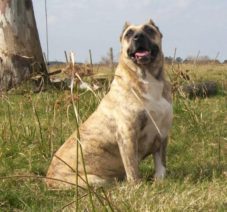 Urugwajski cimarron