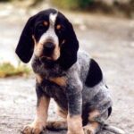 Малий блакитний гасконський гончак
