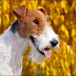Rauhaariger Foxterrier