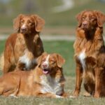 Nova Scotia Duck Tolling Retriever