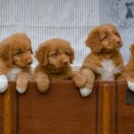 Nova Scotia Duck Tolling Retriever