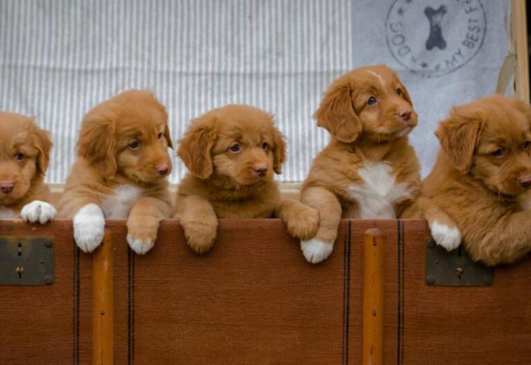 Nova Scotia Duck Tolling Retriever