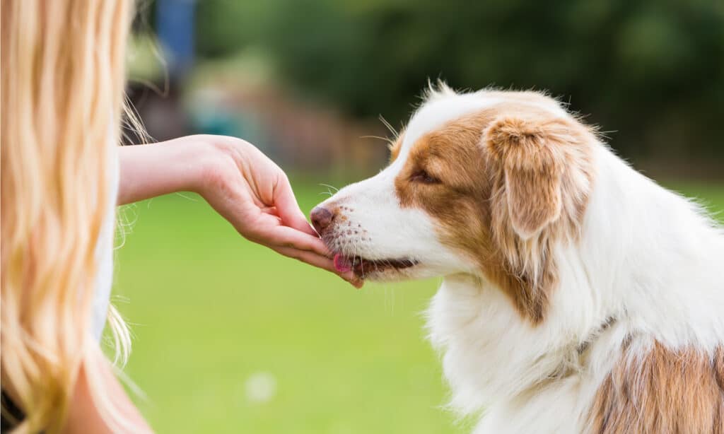 Aidi (Cão do Atlas) — foto 7