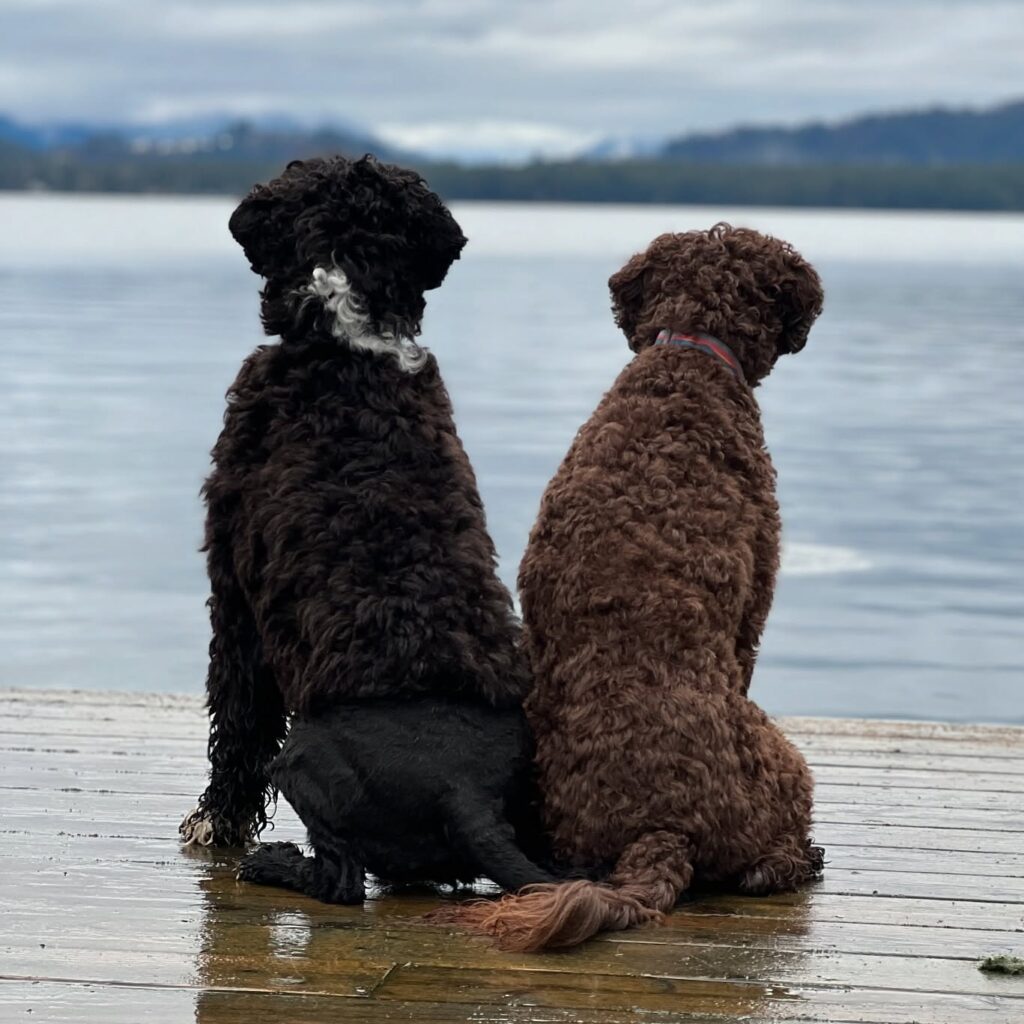 Portuguese Water Dog — photo 8
