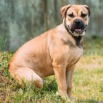 Ca de Bou (Perro Dogo Mallorquin)