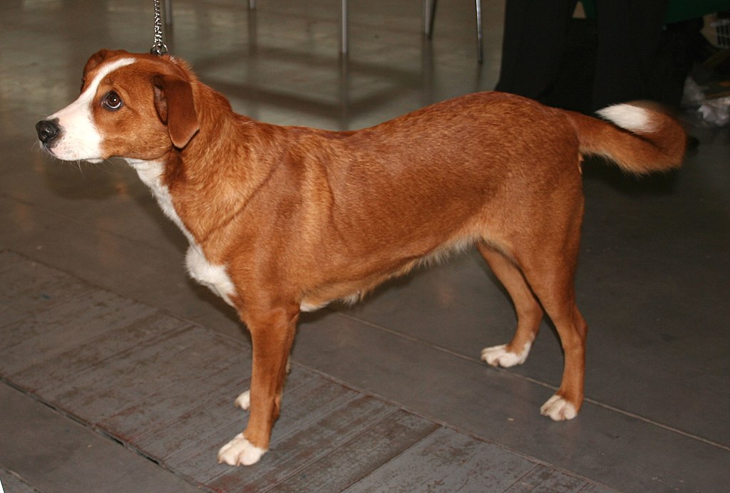 A red Austrian Pinscher
