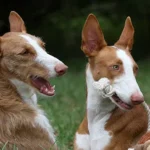 Ibizan Hound