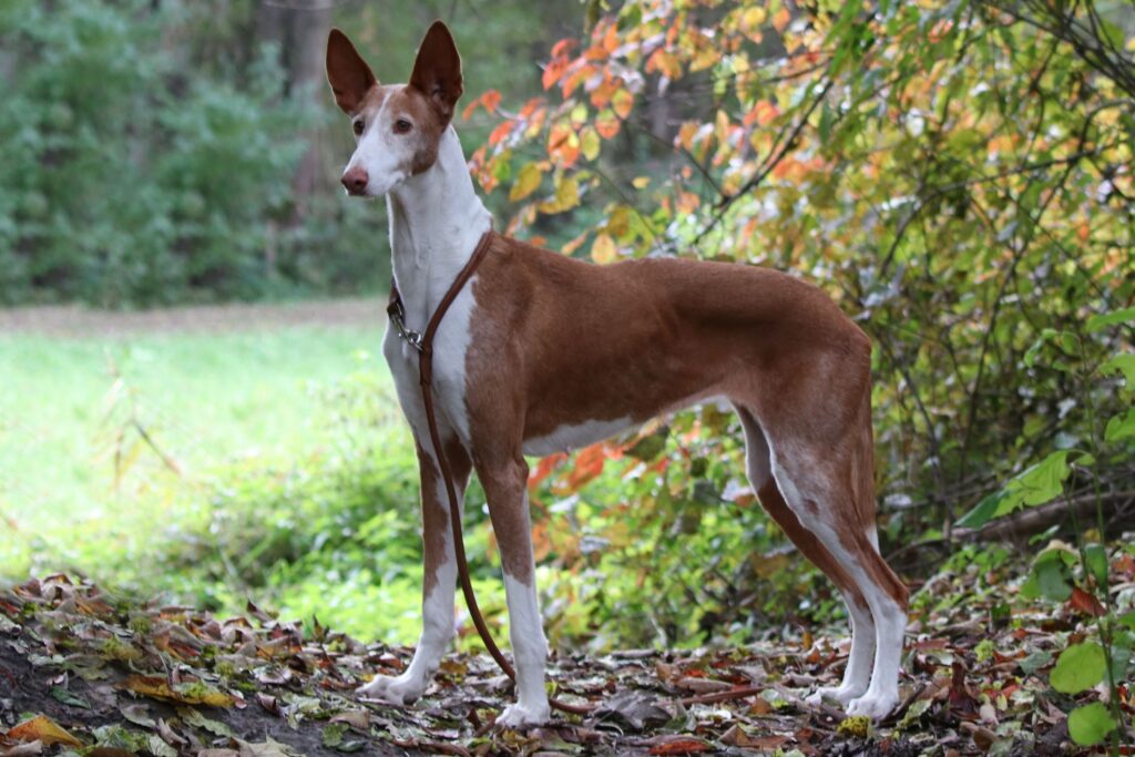 Entretien Podenco Canario