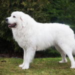 Tatra Shepherd Dog