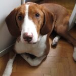 Sabueso de Posavina