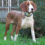 Posavina Hound