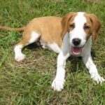 Posavina Hound