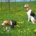 Anglo-Russian Hound