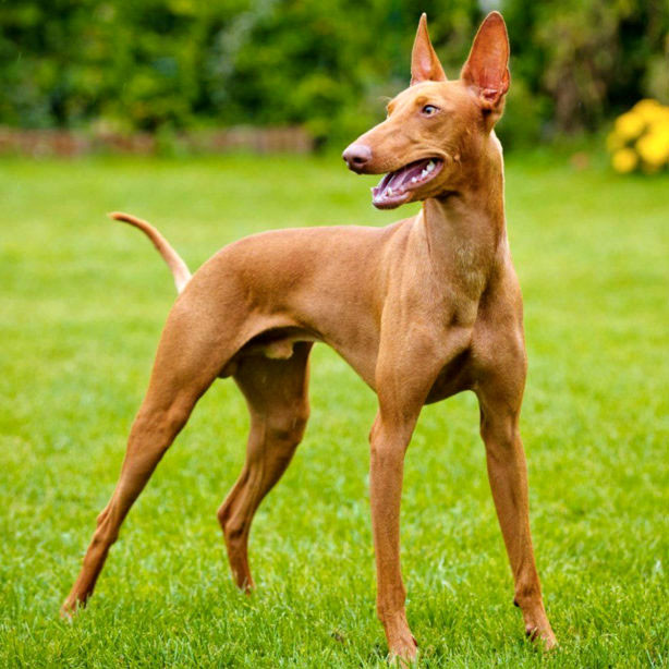 Avantages Podenco Canario