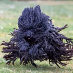 Puli (Ungarischer Wasserhund)