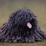 Puli (Ungarischer Wasserhund)