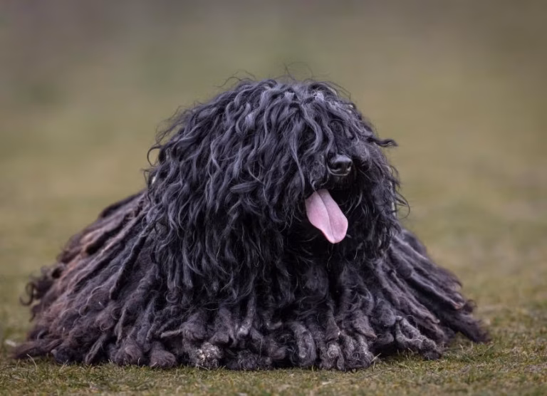 Puli (câinele de apă maghiar)
