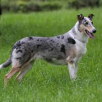 Коллі короткошерстий
