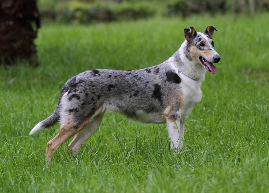 Smooth Collie — photo 5