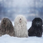 Puli (Ungarischer Wasserhund)