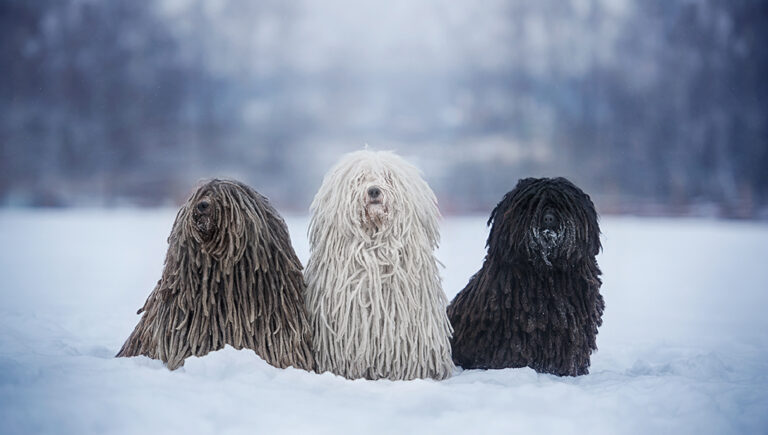 Puli (câinele de apă maghiar)