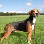 Anglo-Russian Hound
