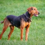 Serbischer Laufhund