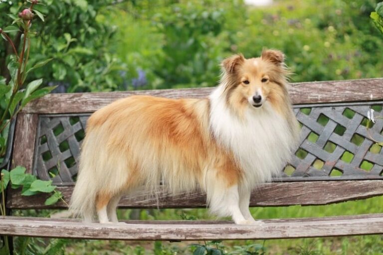 Sheltie