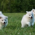 American Eskimo Dog