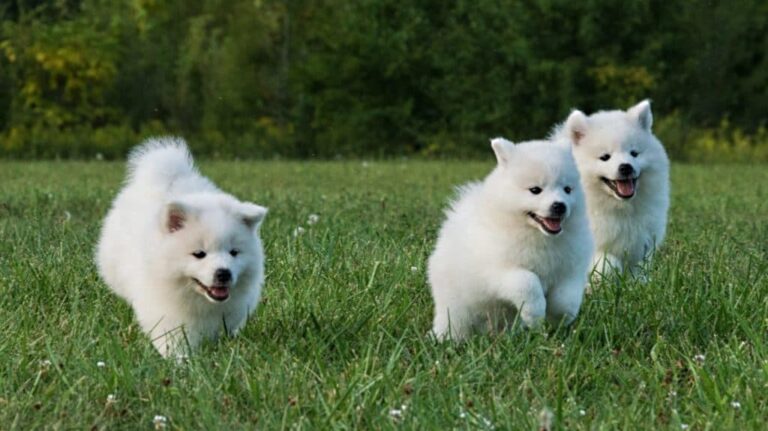American Eskimo Dog