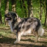 Karst Shepherd