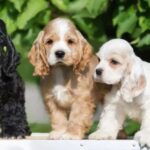 American Cocker Spaniel
