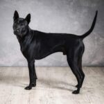 Taiwan Dog