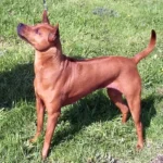 Thai Ridgeback
