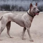 Thai Ridgeback