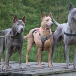 Thai Ridgeback