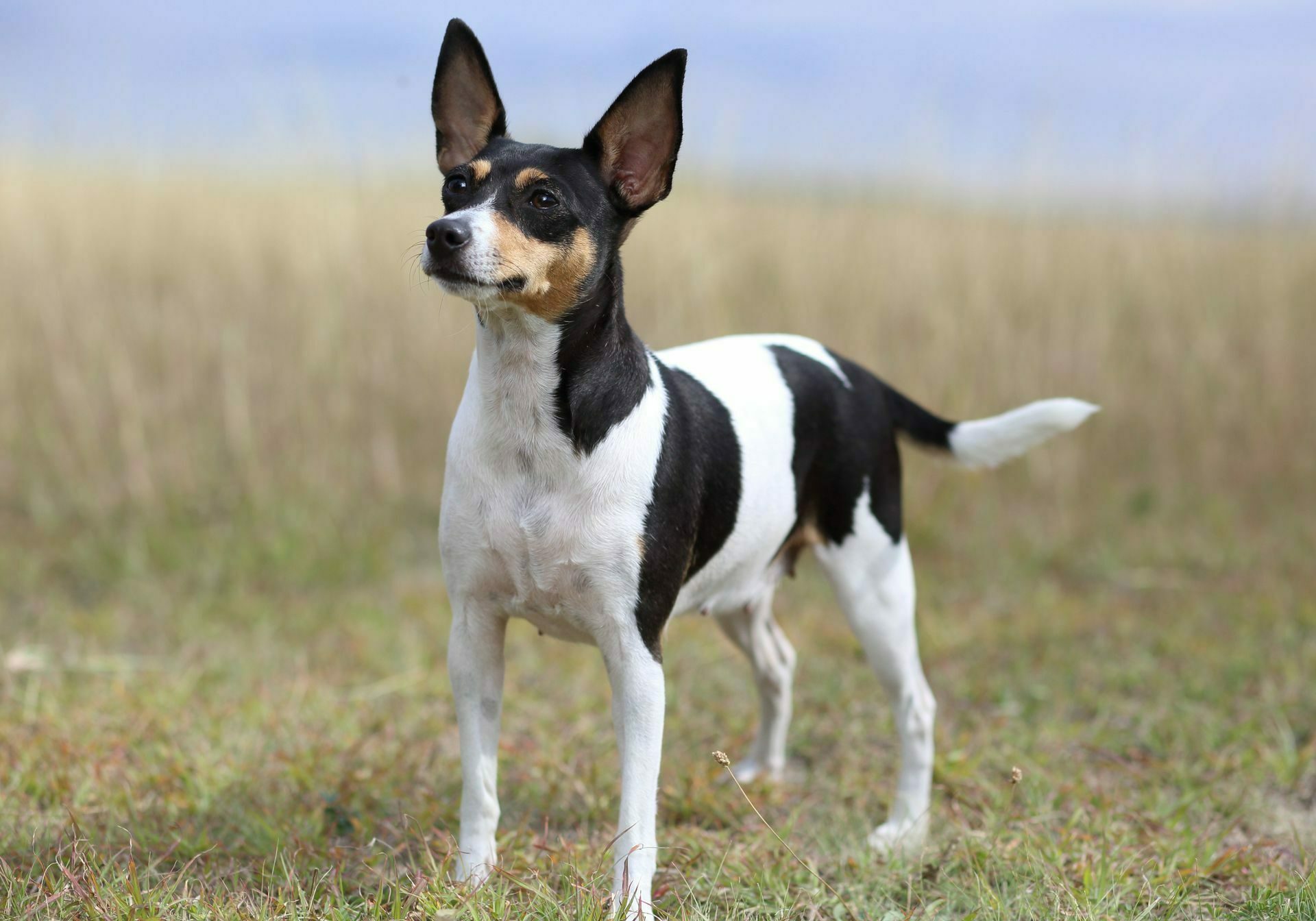 Amerykański Toy Fox Terrier