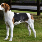 Treeing Walker Coonhound